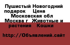 “Пушистый Новогодний подарок“ › Цена ­ 3 000 - Московская обл., Москва г. Животные и растения » Кошки   